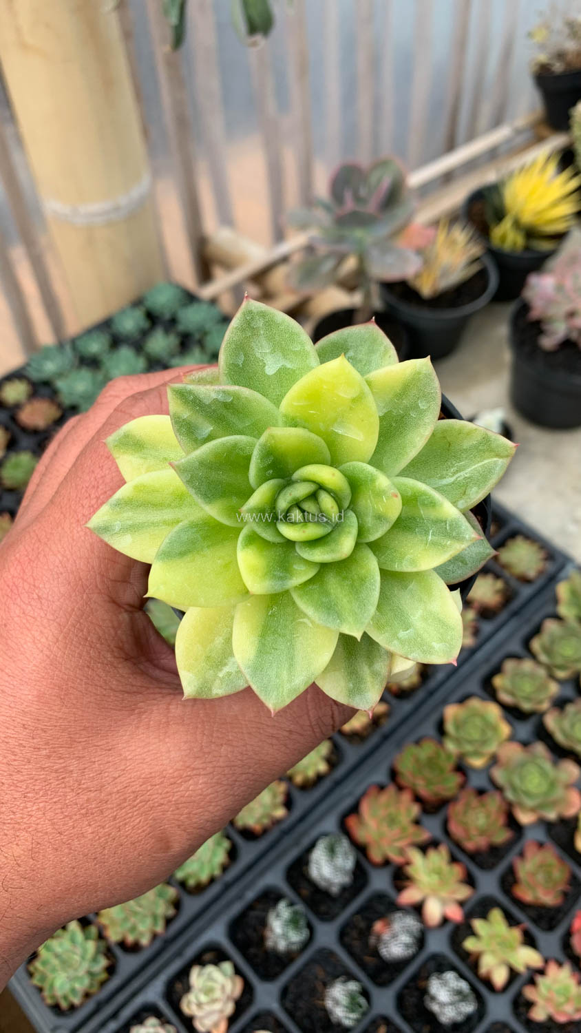 081. Echeveria Gilva Variegated - Image 5