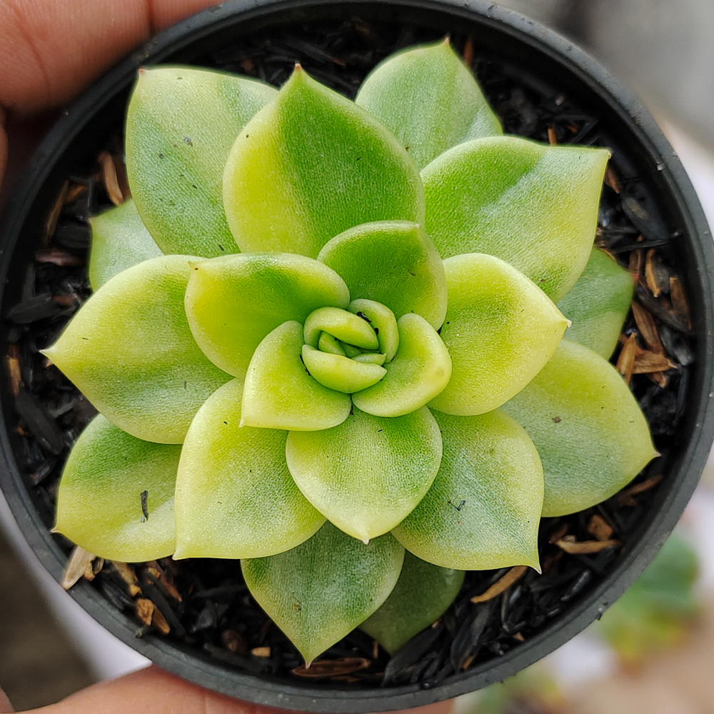 081. Echeveria Gilva Variegated - Image 14