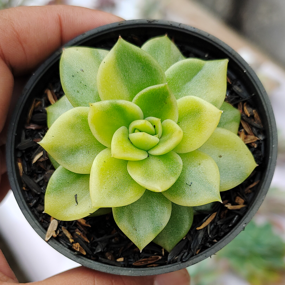 081. Echeveria Gilva Variegated - Image 12
