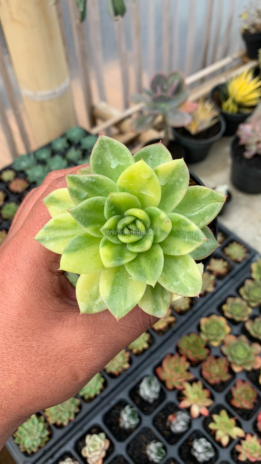 081. Echeveria Gilva Variegated - Image 7