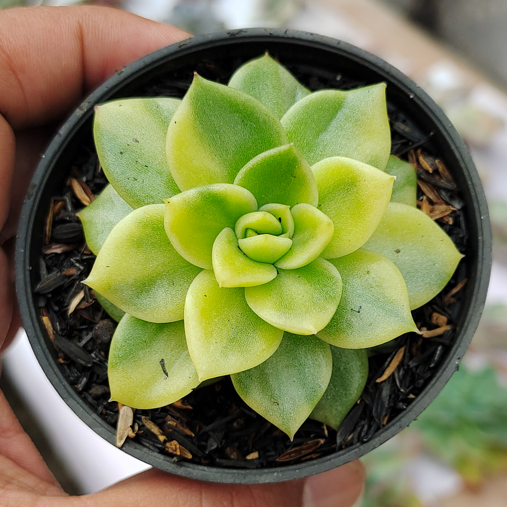 081. Echeveria Gilva Variegated - Image 10