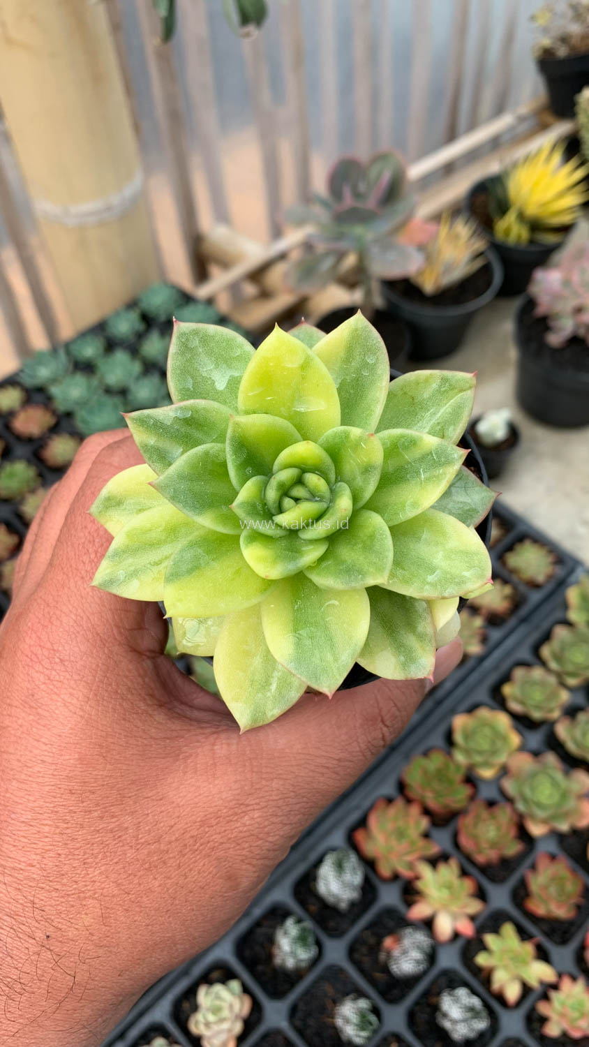 081. Echeveria Gilva Variegated - Image 9