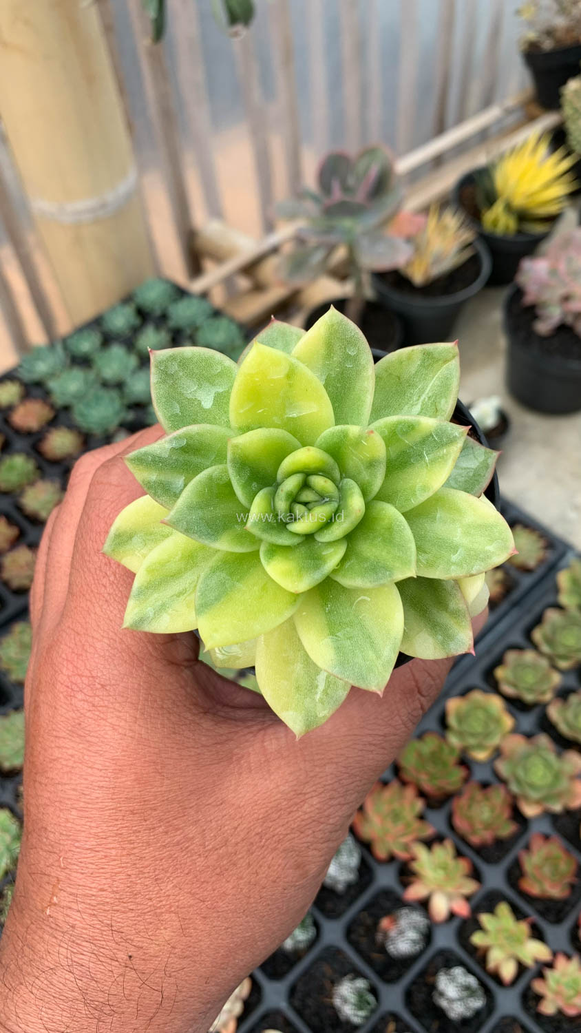 081. Echeveria Gilva Variegated - Image 11