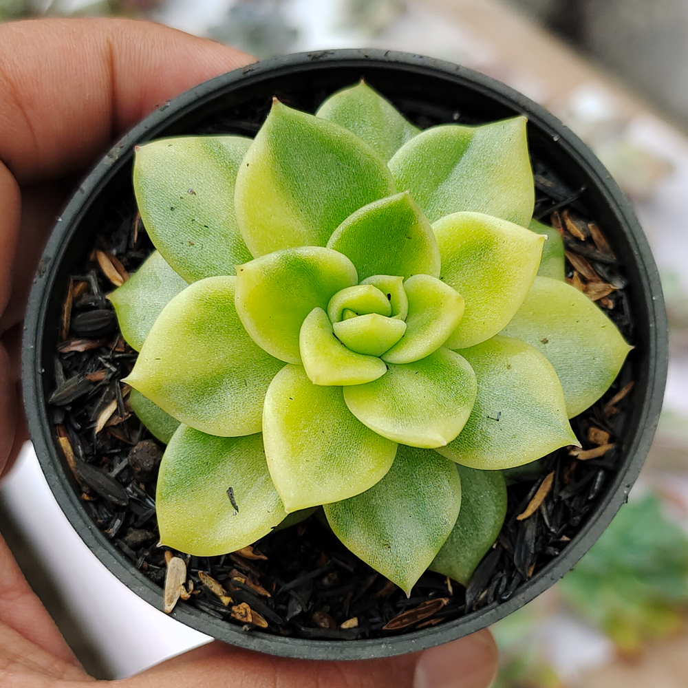 081. Echeveria Gilva Variegated - Image 8