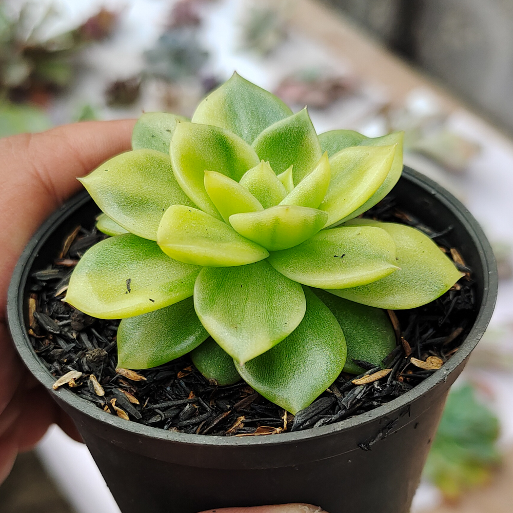 081. Echeveria Gilva Variegated - Image 6