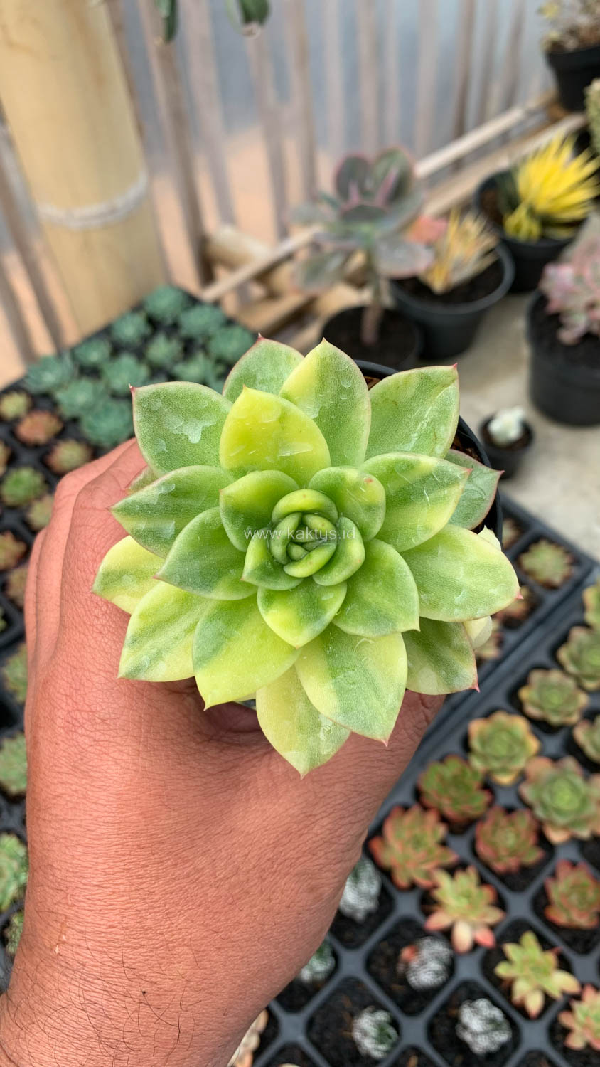 081. Echeveria Gilva Variegated - Image 13