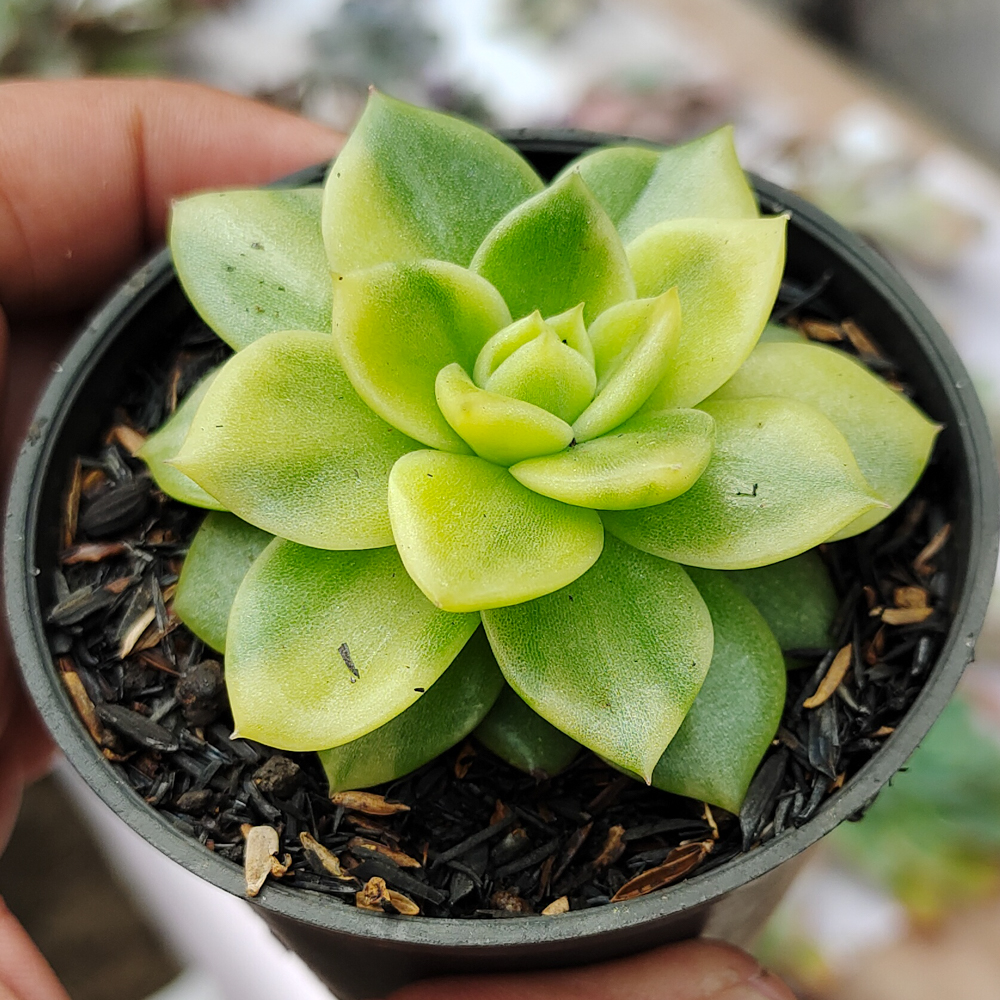081. Echeveria Gilva Variegated - Image 4