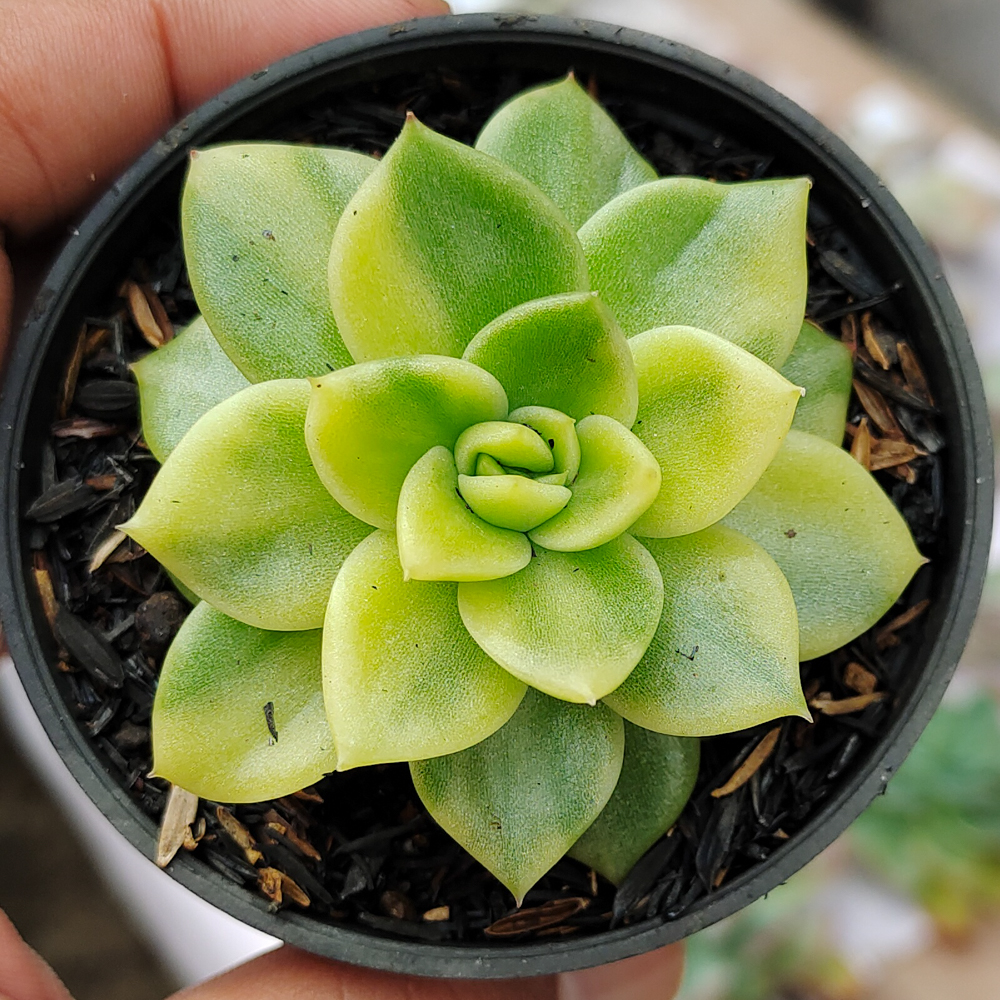 081. Echeveria Gilva Variegated - Image 2
