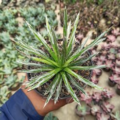 Alternative view of 082. Agave Filifera
