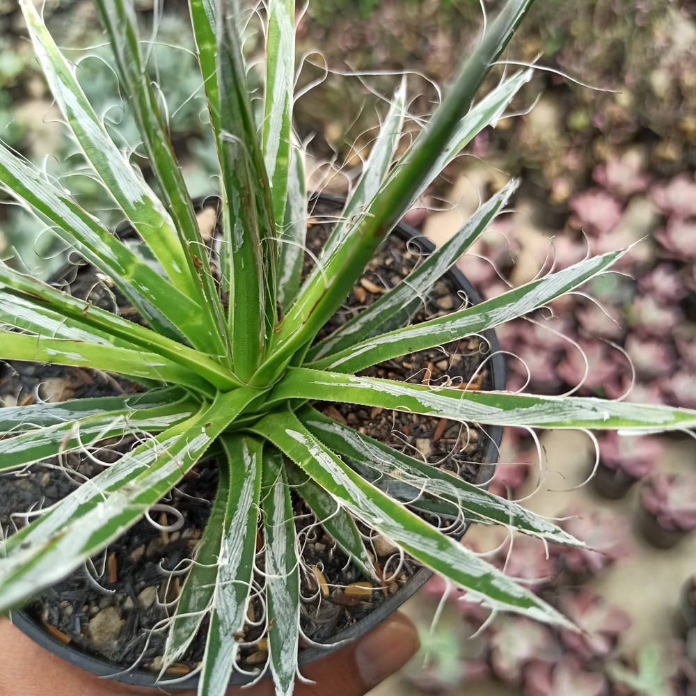 082. Agave Filifera - Image 5