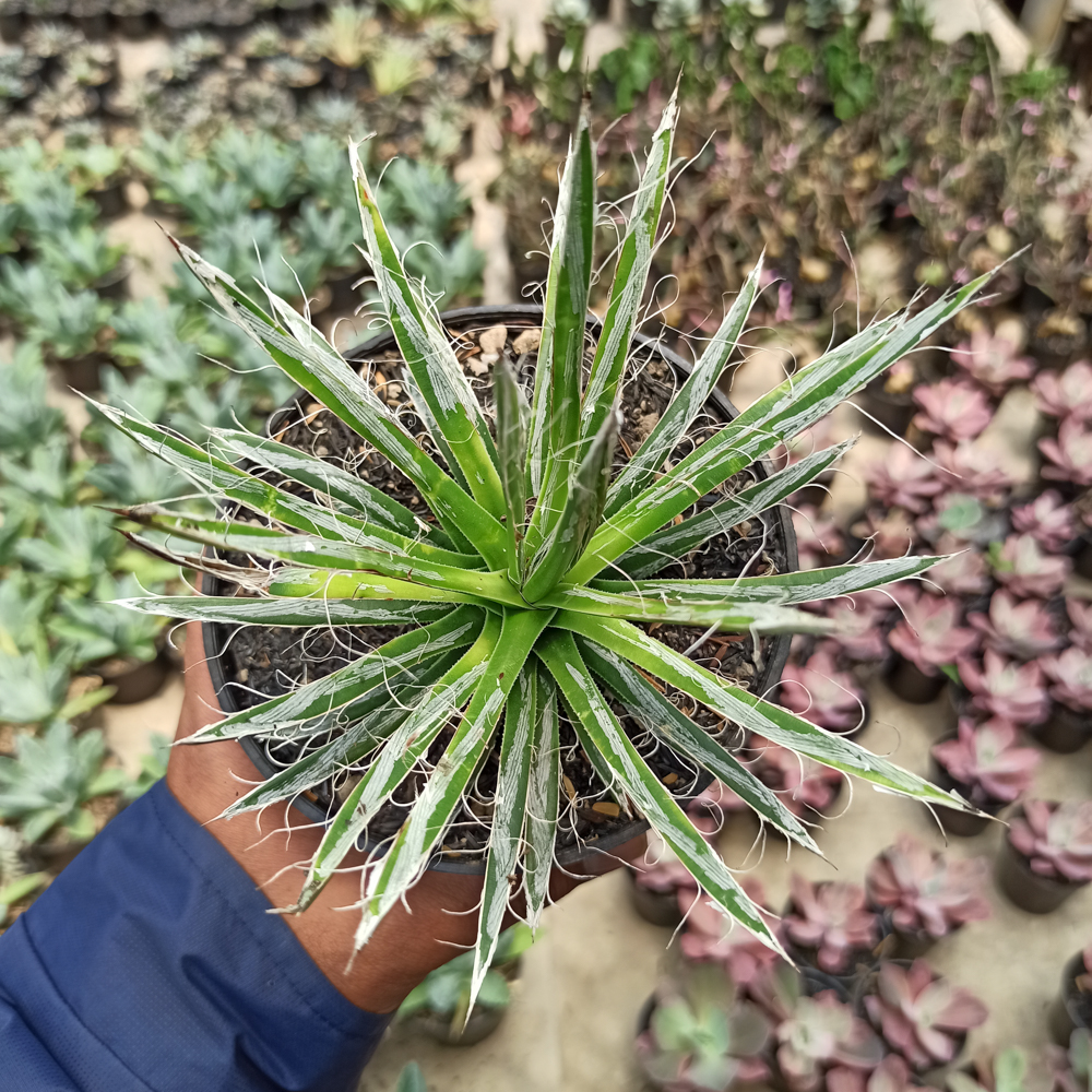 082. Agave Filifera - Image 4
