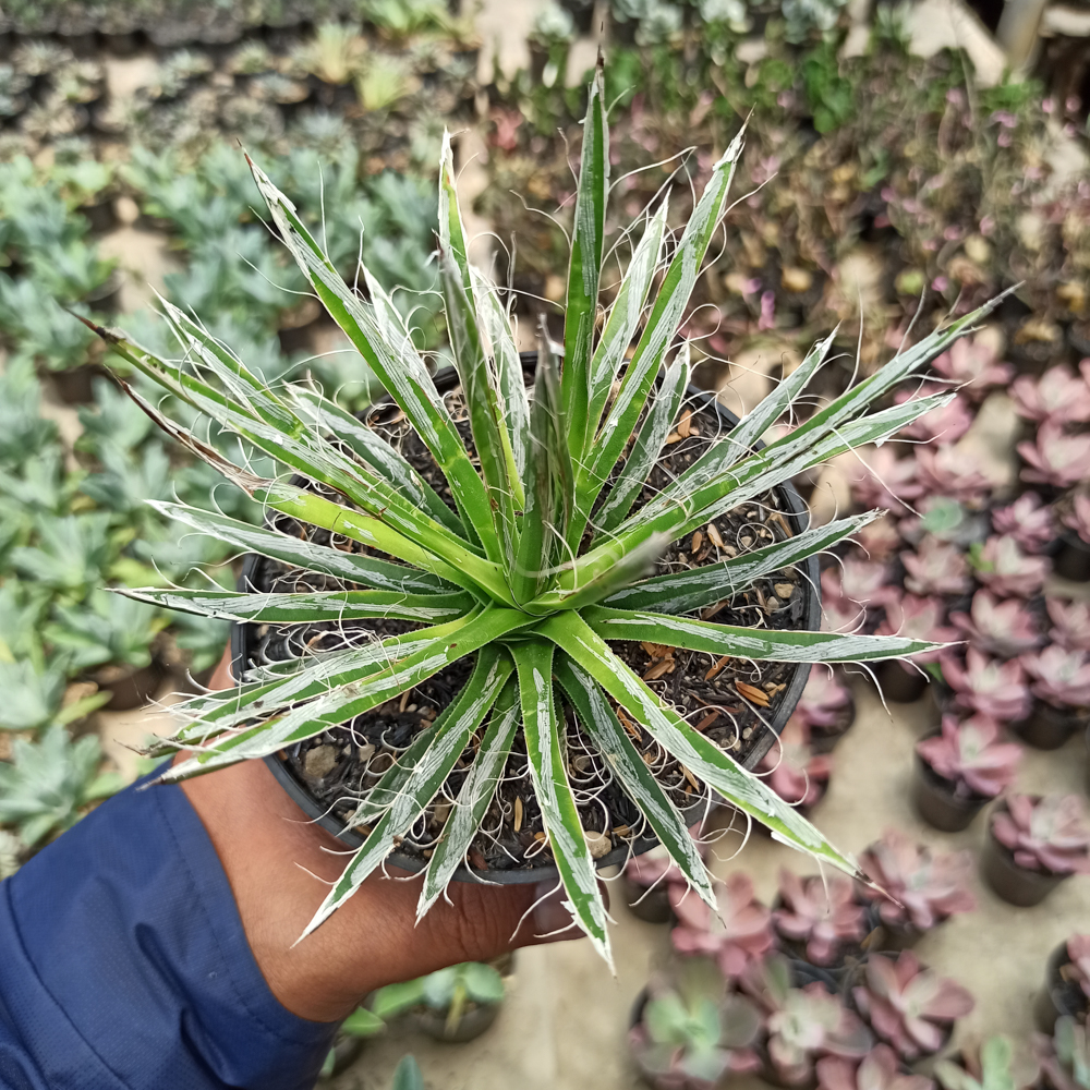 082. Agave Filifera - Image 6