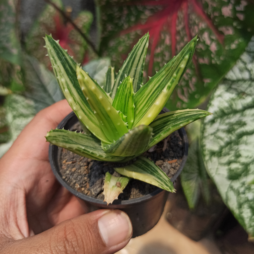 088. Aloe Nobillis Variegated - Image 3