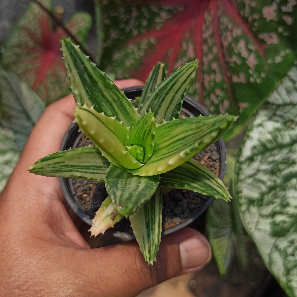 088. Aloe Nobillis Variegated - Image 6