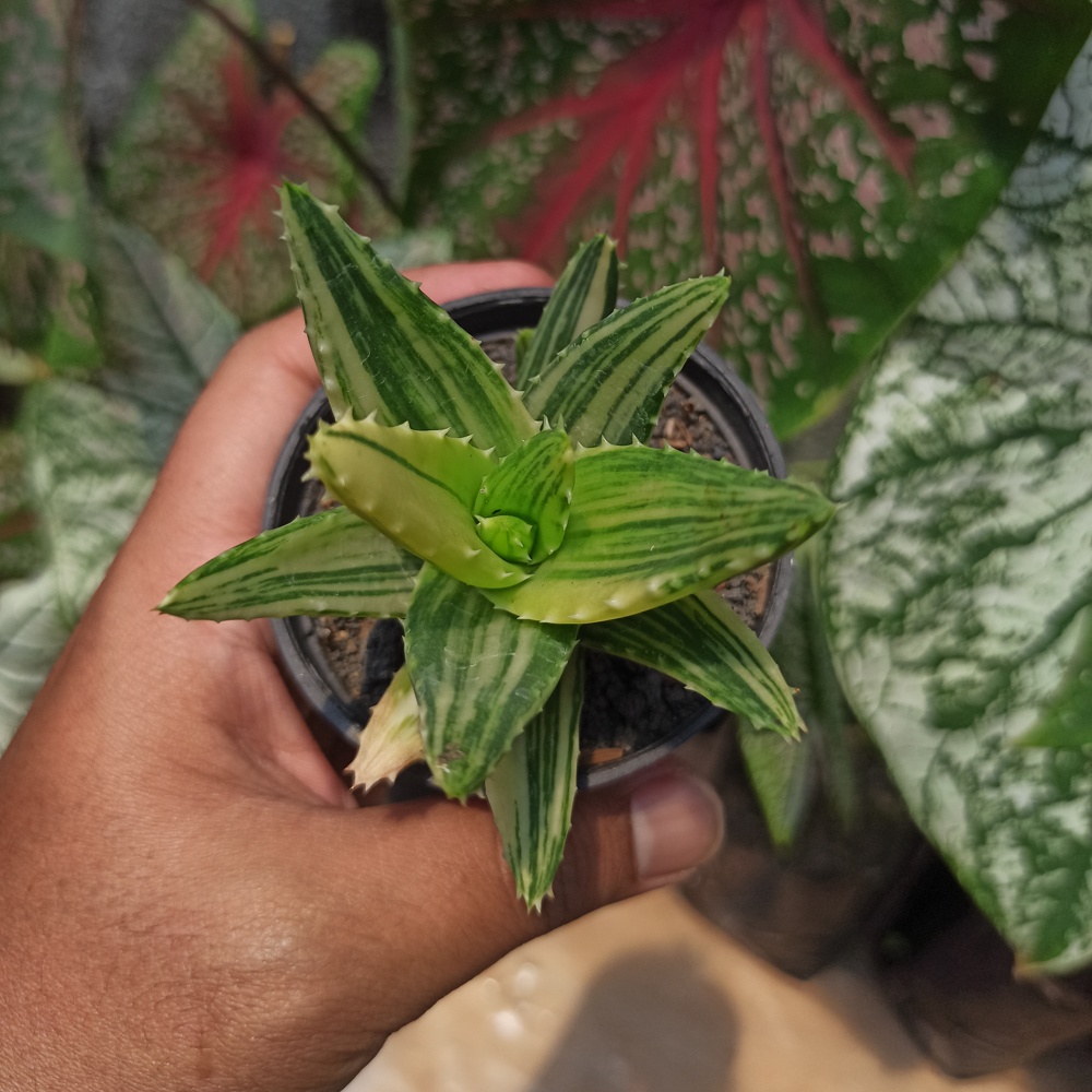 088. Aloe Nobillis Variegated - Image 5