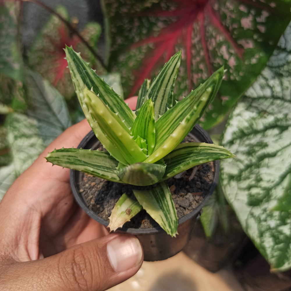 088. Aloe Nobillis Variegated - Image 4