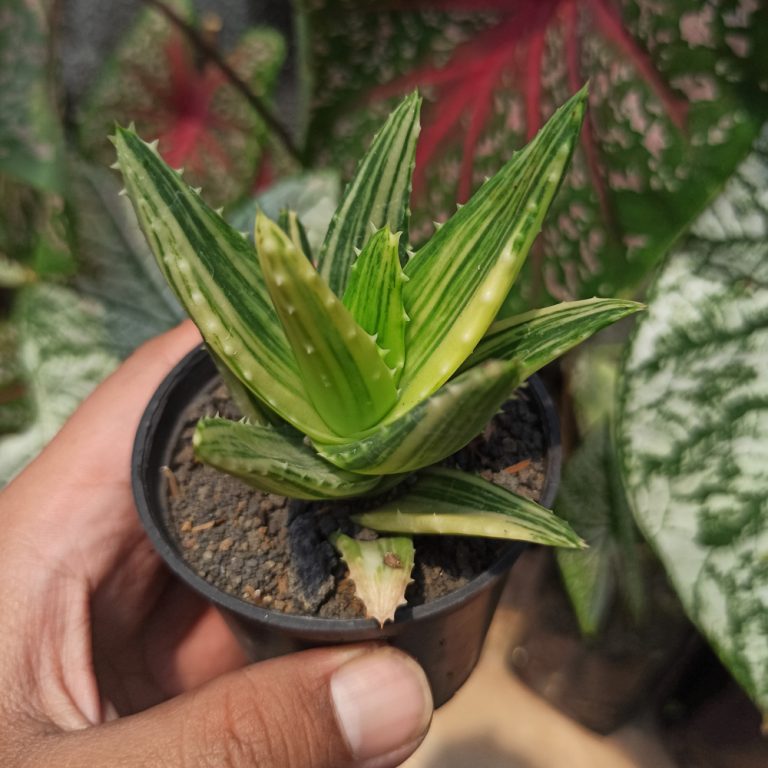 088. Aloe Nobillis Variegated