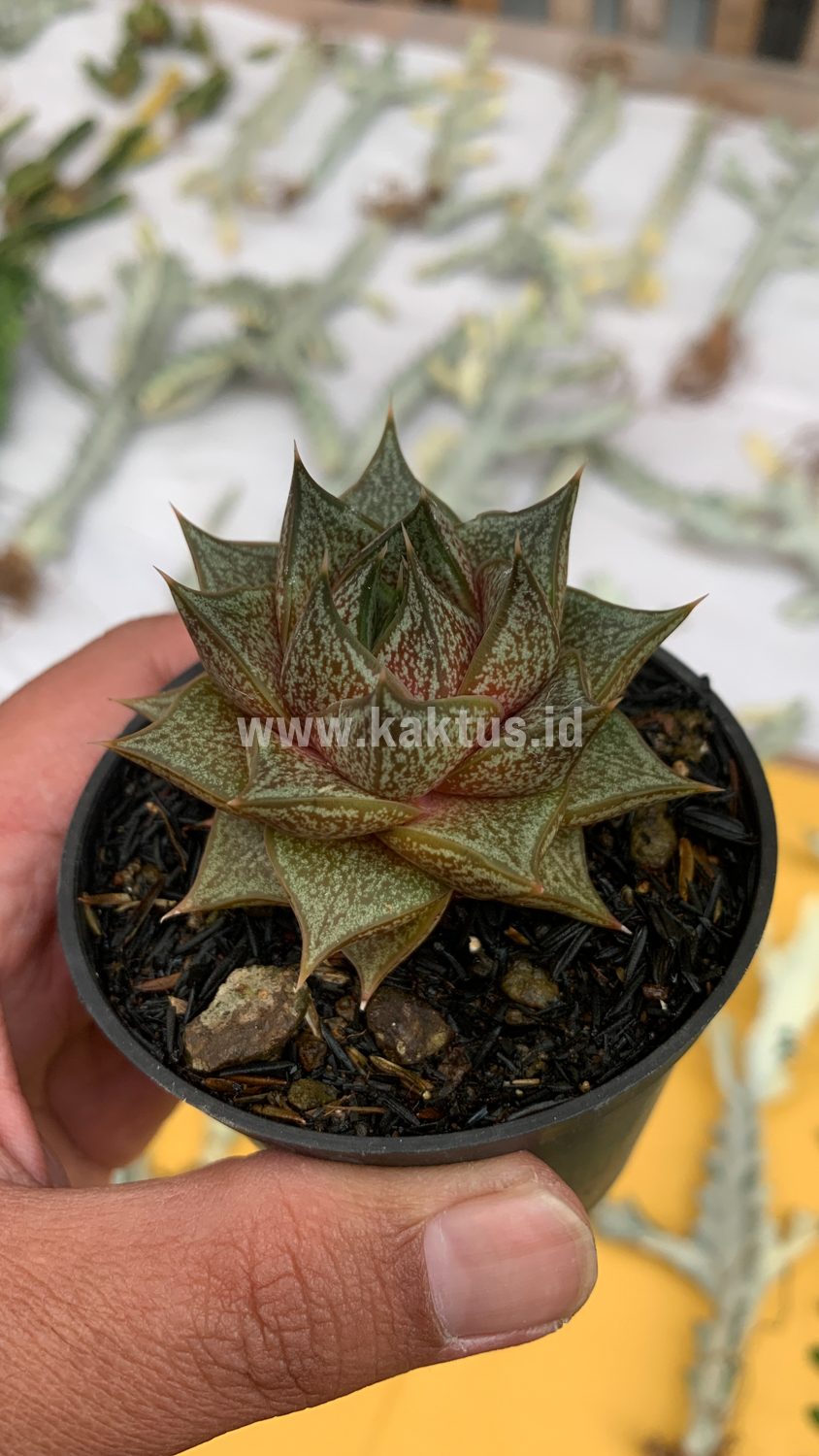 091. Echeveria Purpusorum - Image 4