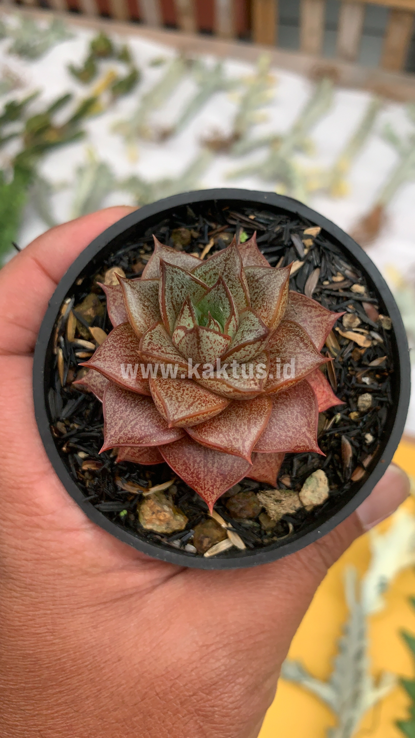 091. Echeveria Purpusorum - Image 7