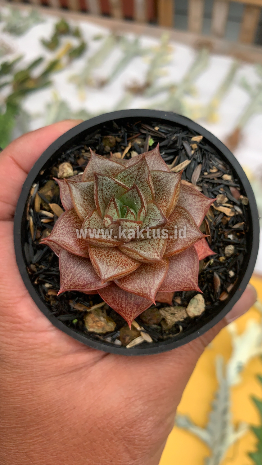 091. Echeveria Purpusorum - Image 6