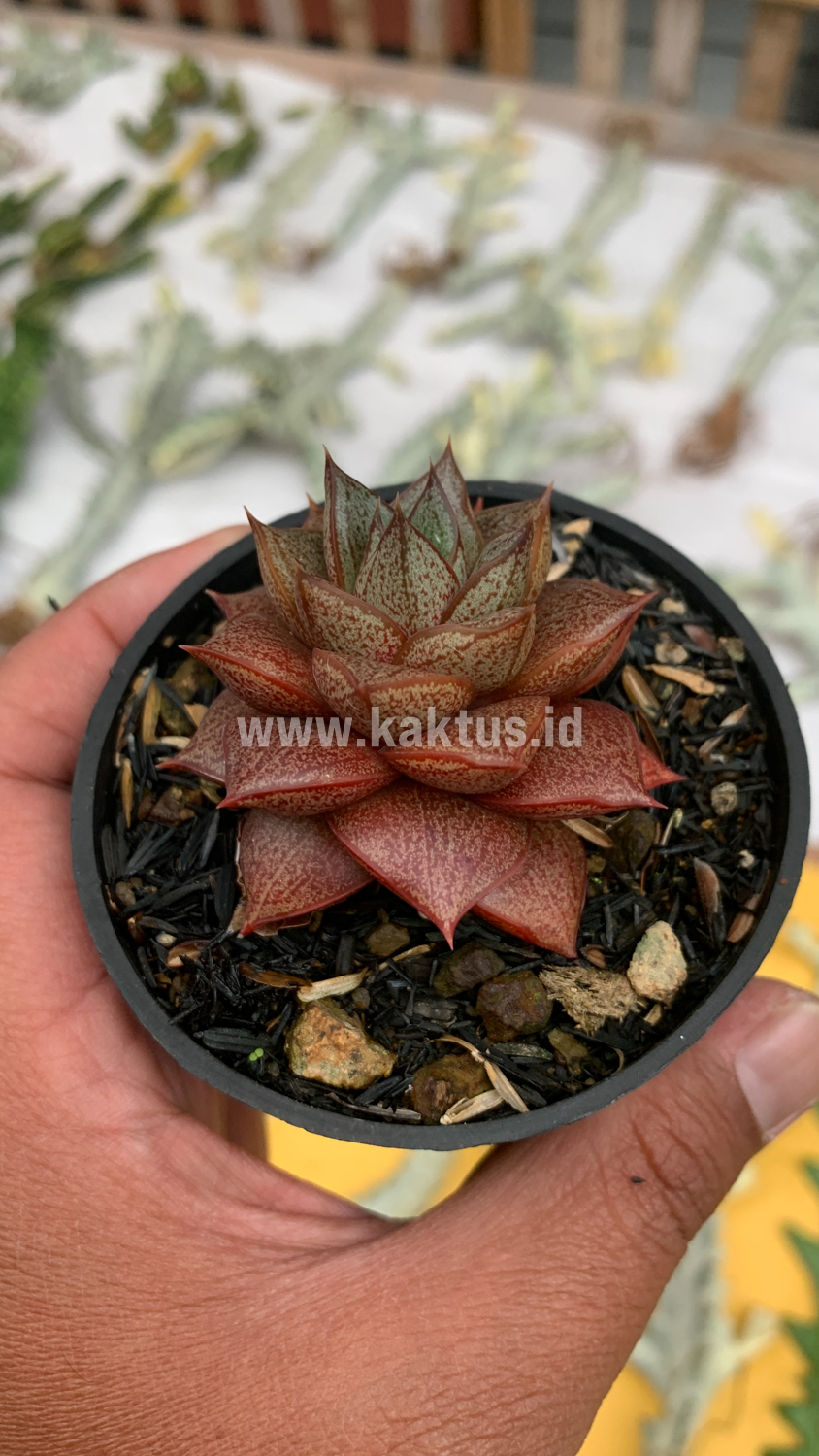 091. Echeveria Purpusorum - Image 5