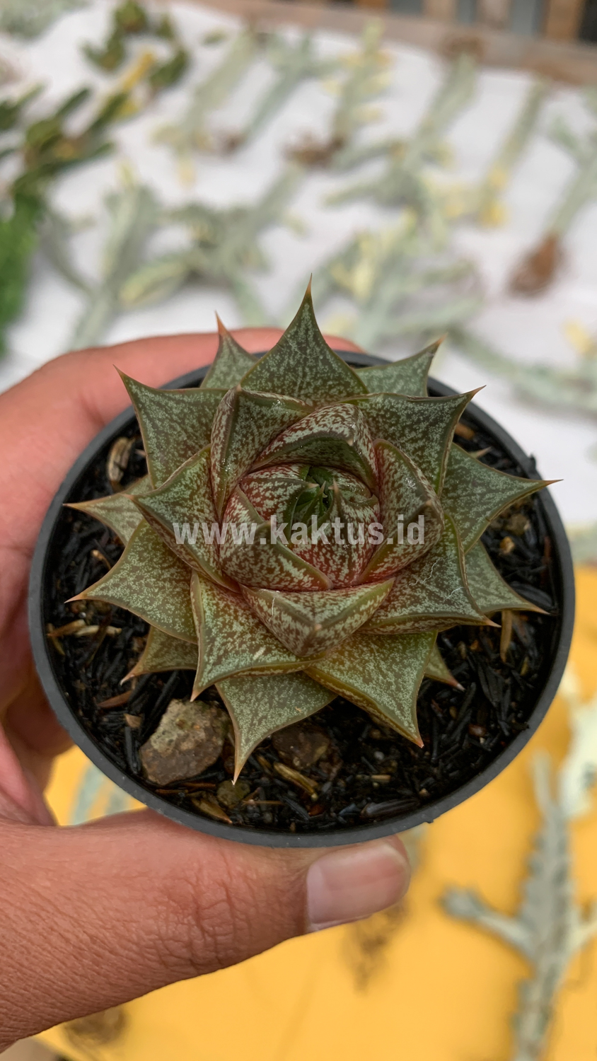 091. Echeveria Purpusorum - Image 3