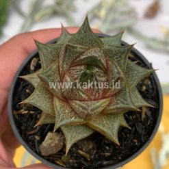 Alternative view of 091. Echeveria Purpusorum