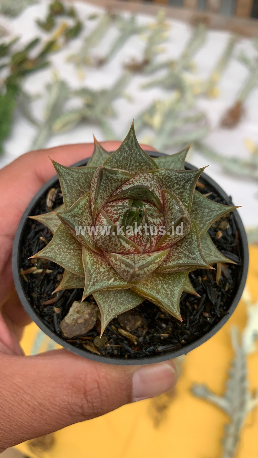 091. Echeveria Purpusorum - Image 2