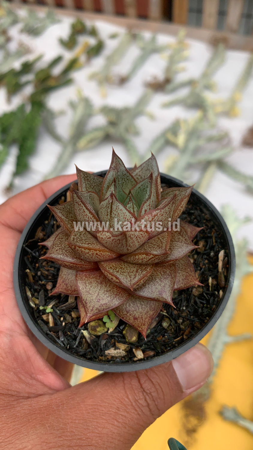 091. Echeveria Purpusorum - Image 13