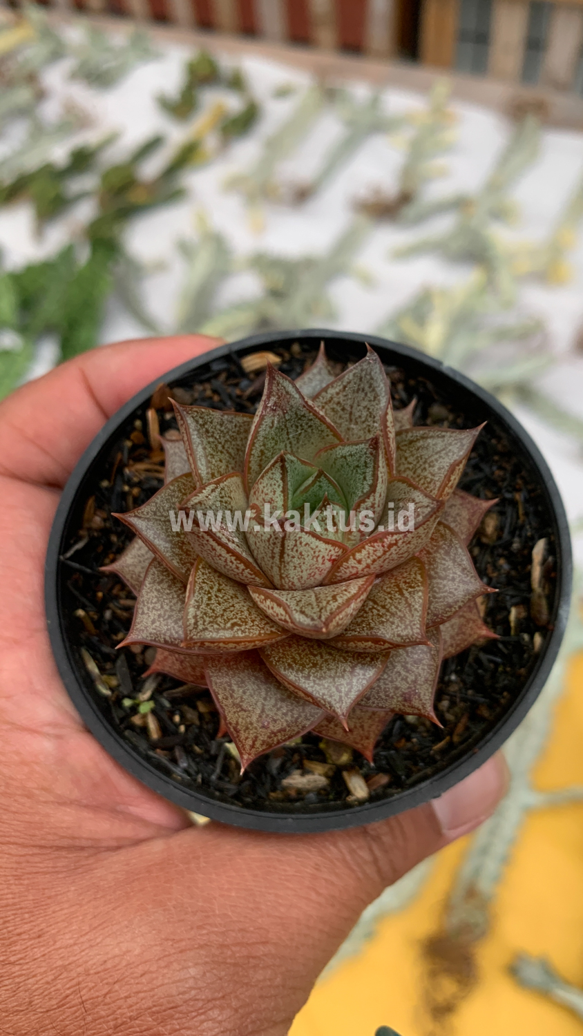 091. Echeveria Purpusorum - Image 12