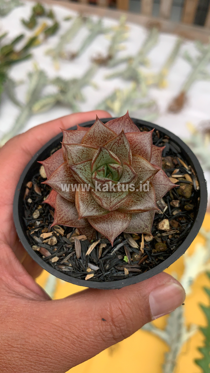 091. Echeveria Purpusorum - Image 10