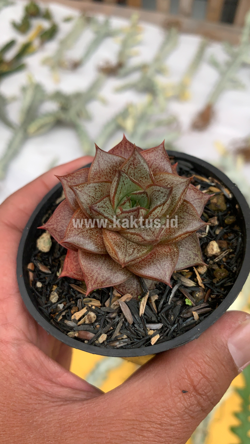 091. Echeveria Purpusorum - Image 9