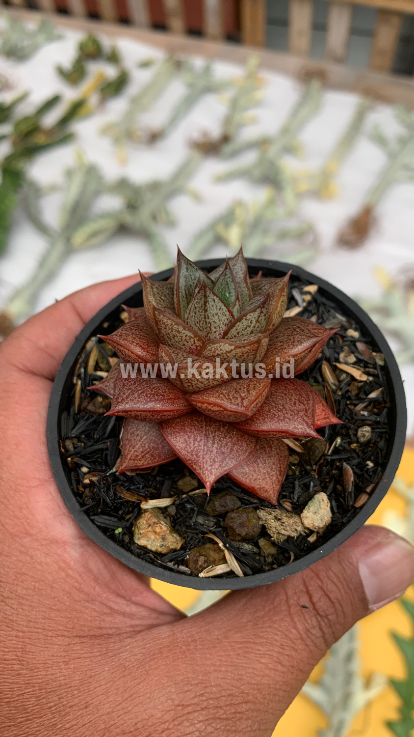 091. Echeveria Purpusorum - Image 8
