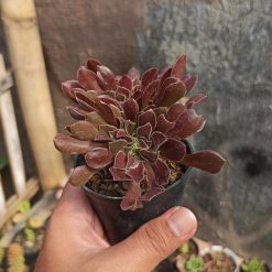 Alternative view of 096. Aeonium Arboreum Atropurpureum Forma Cristata