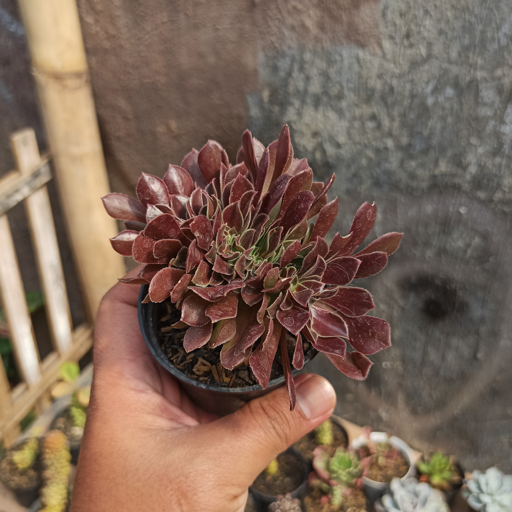 096. Aeonium Arboreum Atropurpureum Forma Cristata - Image 4