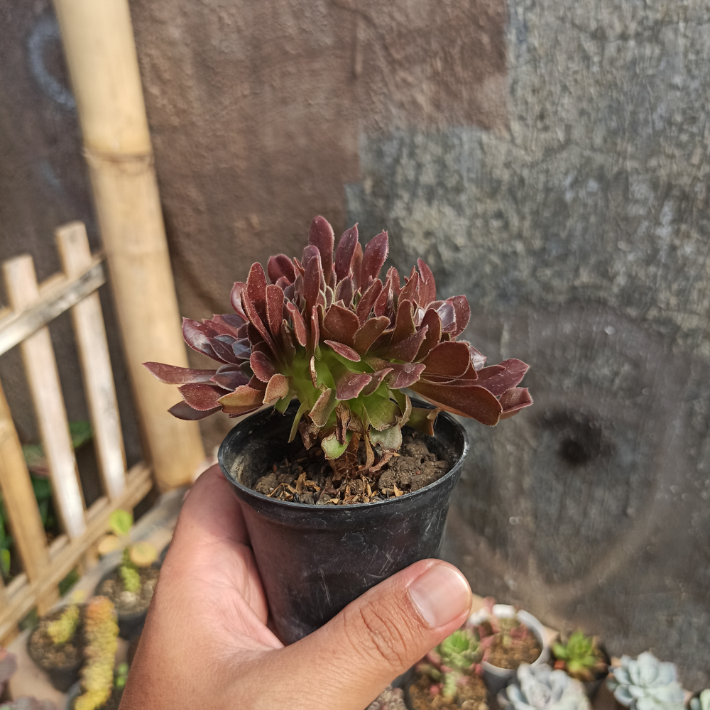 096. Aeonium Arboreum Atropurpureum Forma Cristata - Image 5
