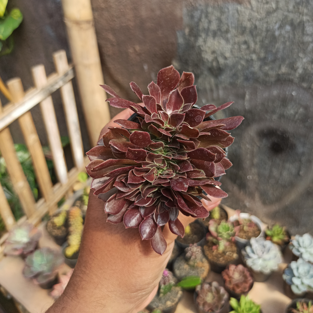 096. Aeonium Arboreum Atropurpureum Forma Cristata - Image 6