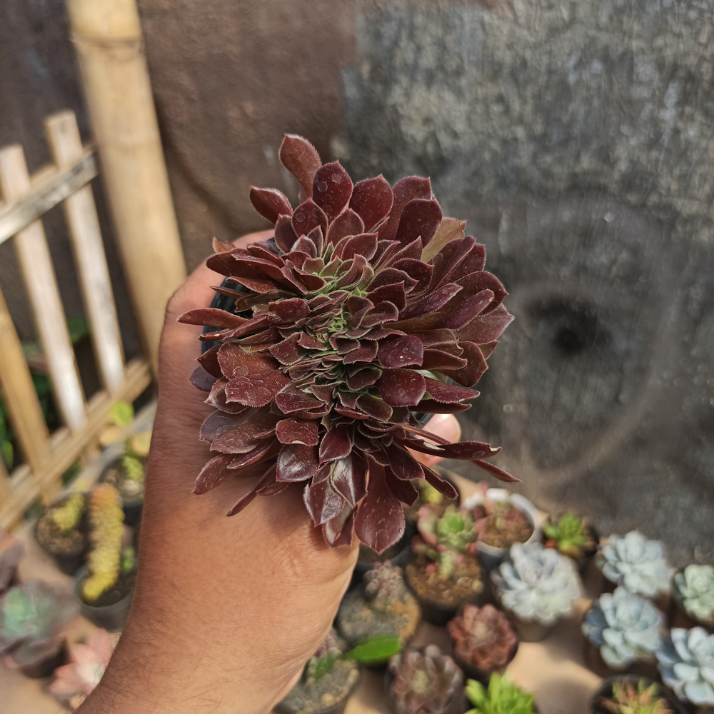 096. Aeonium Arboreum Atropurpureum Forma Cristata - Image 3