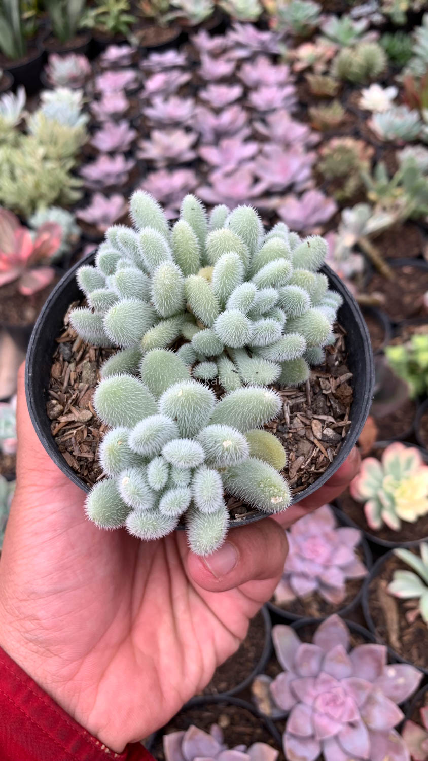 100. Sedum Hintonii - Image 8