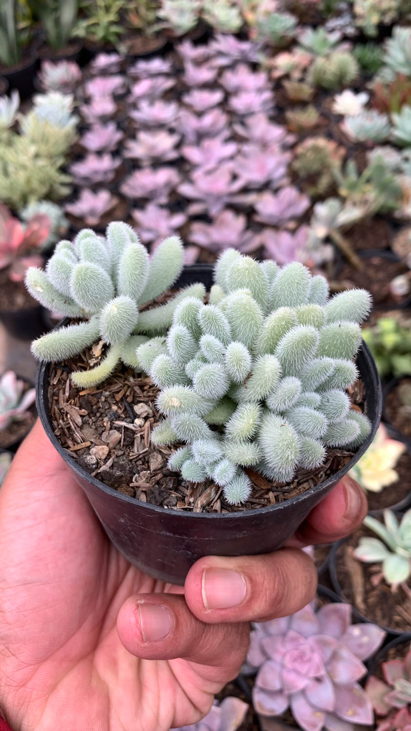 100. Sedum Hintonii - Image 7