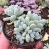 100. Sedum Hintonii