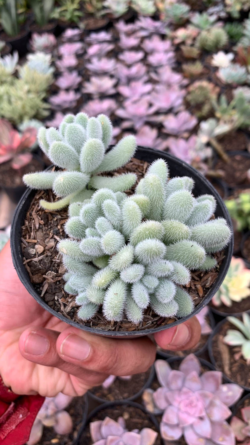 100. Sedum Hintonii - Image 5
