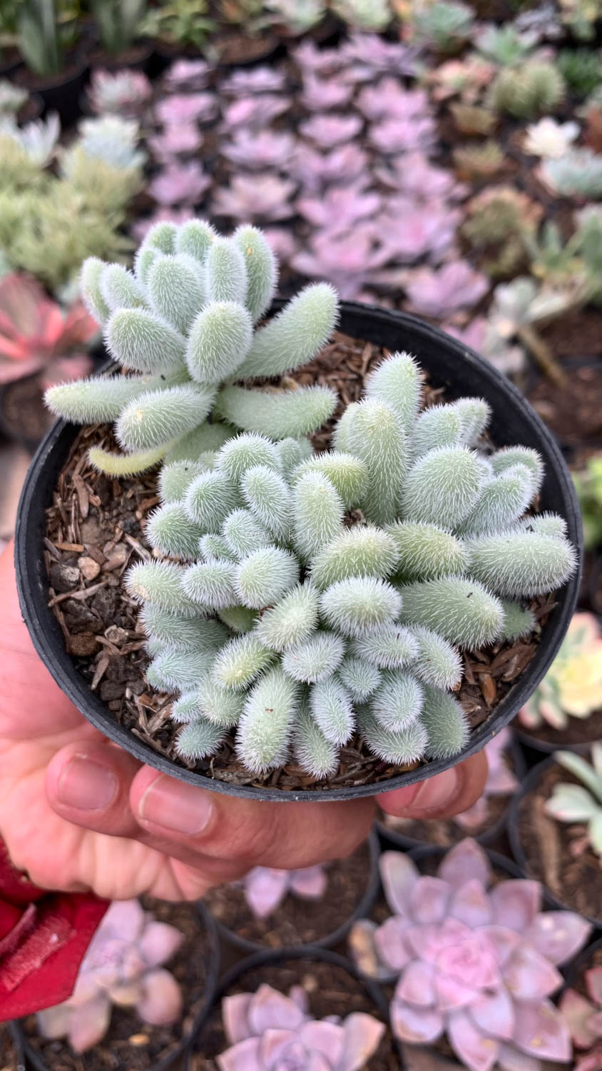 100. Sedum Hintonii - Image 4