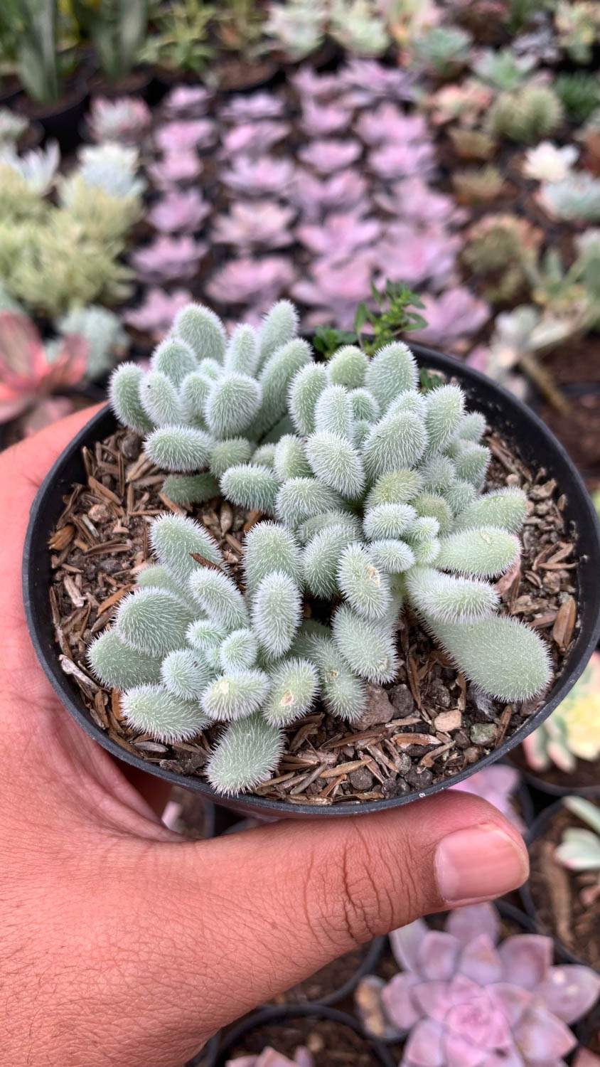 100. Sedum Hintonii - Image 3