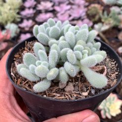 Alternative view of 100. Sedum Hintonii