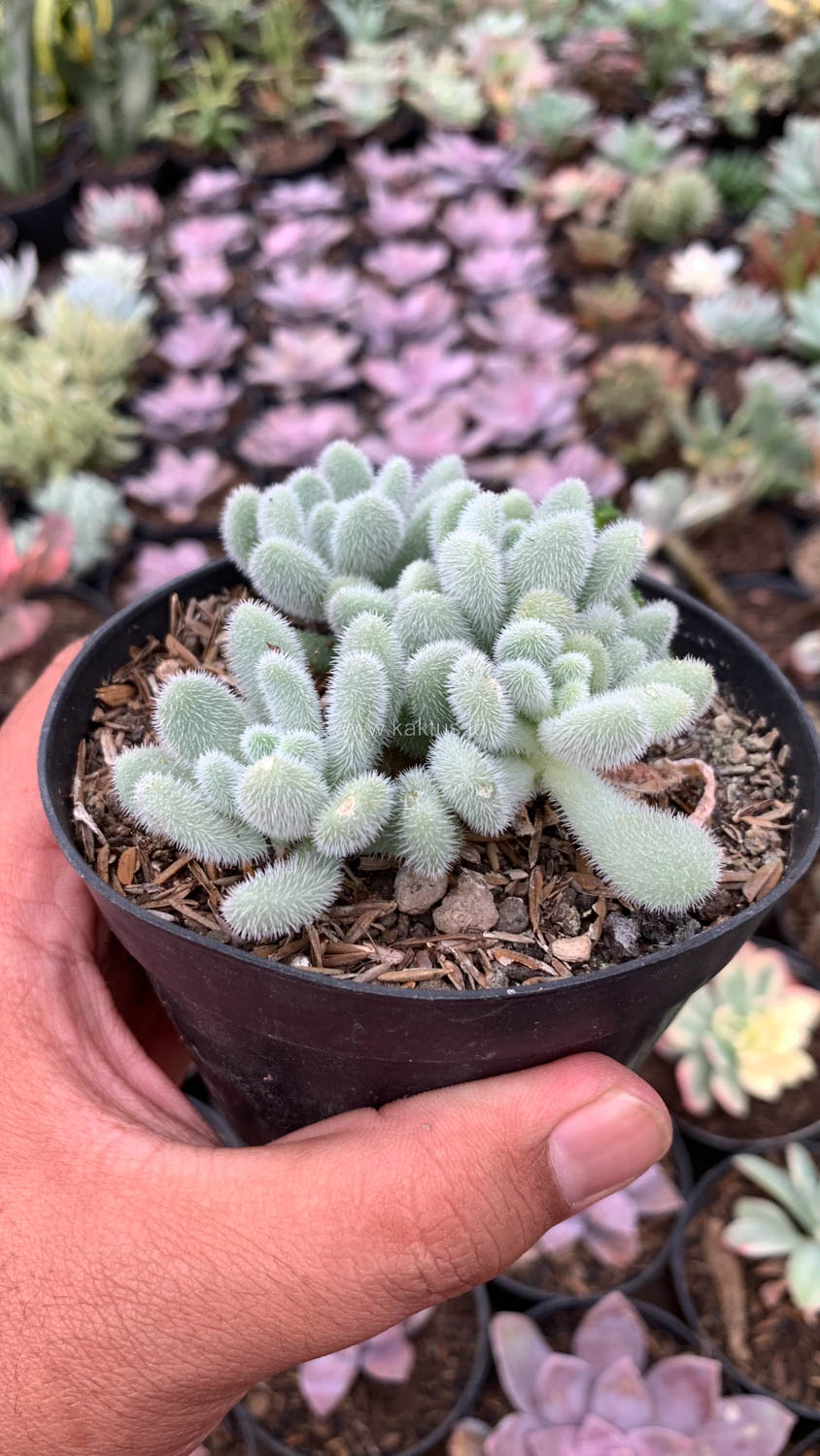 100. Sedum Hintonii - Image 2