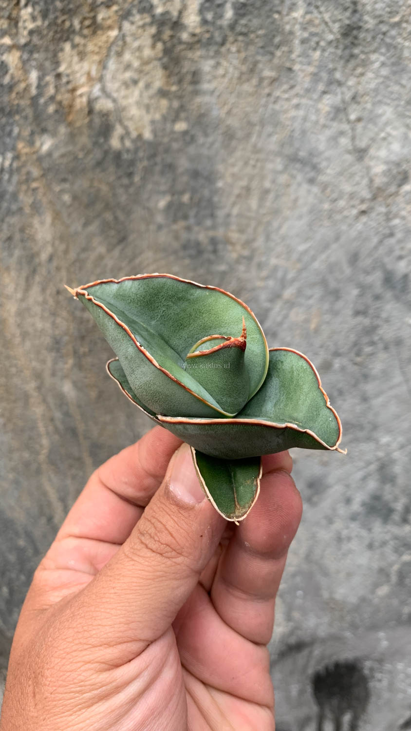 1000. Sansevieria Banana - Image 24
