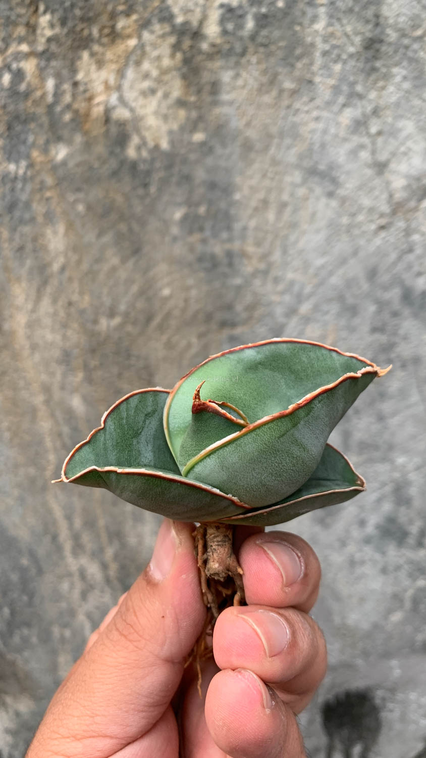 1000. Sansevieria Banana - Image 10