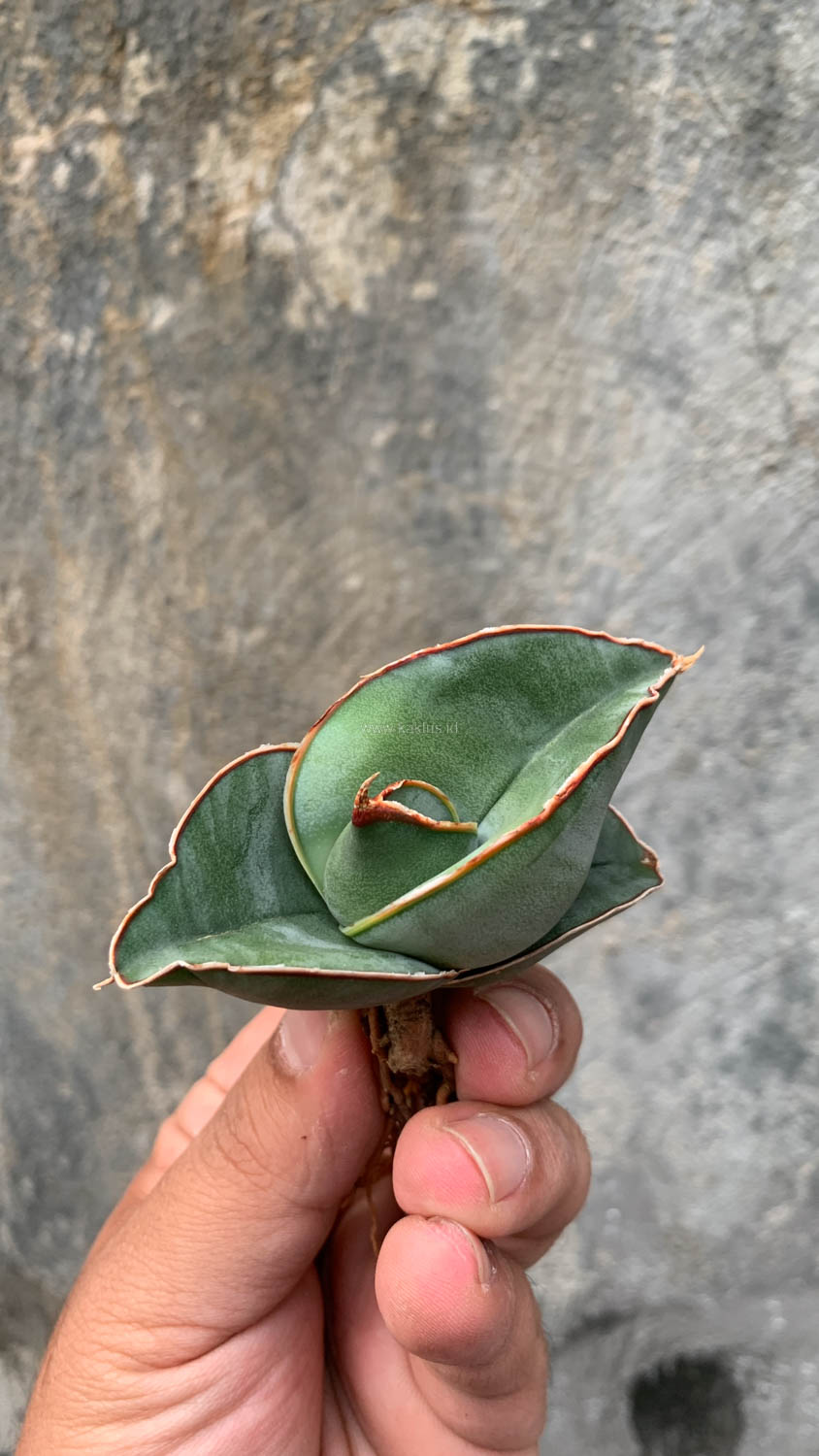 1000. Sansevieria Banana - Image 9