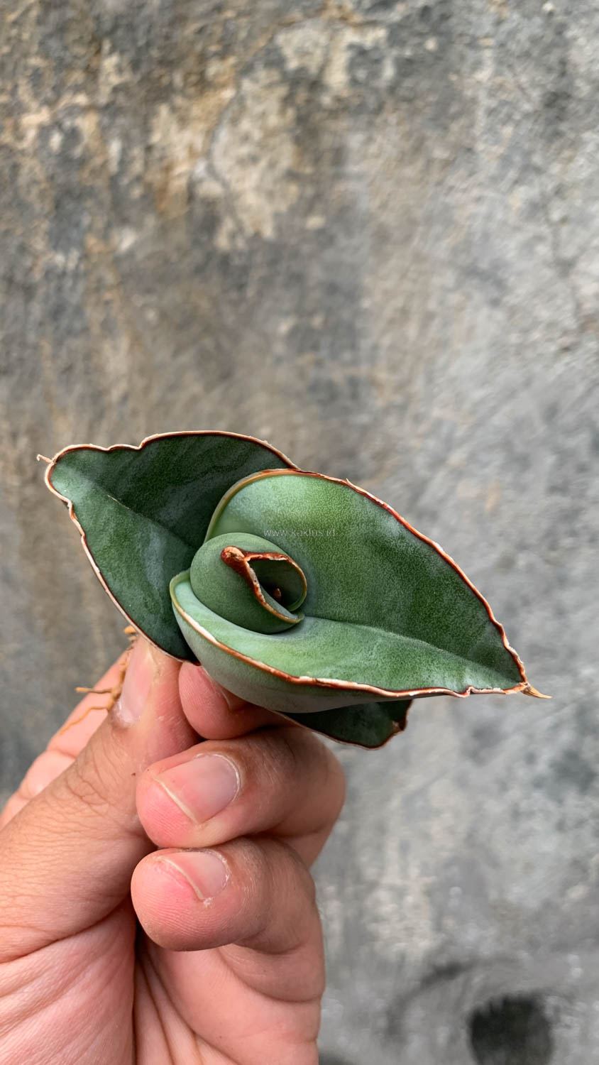 1000. Sansevieria Banana - Image 5